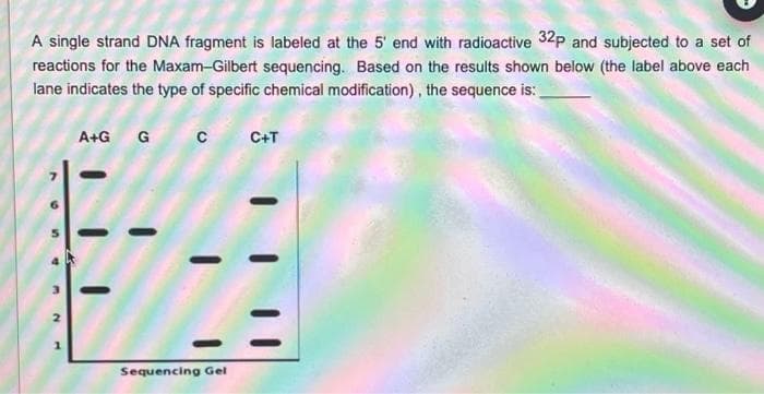 A single strand DNA fragment is labeled at the 5' end with radioactive 32p and subjected to a set of
reactions for the Maxam-Gilbert sequencing. Based on the results shown below (the label above each
lane indicates the type of specific chemical modification), the sequence is:
A+G G
C+T
Sequencing Gel
