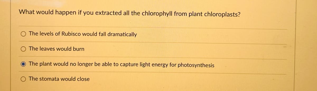 What would happen if you extracted all the chlorophyll from plant chloroplasts?
The levels of Rubisco would fall dramatically
The leaves would burn
The plant would no longer be able to capture light energy for photosynthesis
O The stomata would close