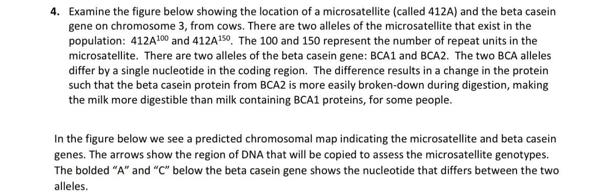 4. Examine the figure below showing the location of a microsatellite (called 412A) and the beta casein
gene on chromosome 3, from cows. There are two alleles of the microsatellite that exist in the
population: 412A100 and 412A150, The 100 and 150 represent the number of repeat units in the
microsatellite. There are two alleles of the beta casein gene: BCA1 and BCA2. The two BCA alleles
differ by a single nucleotide in the coding region. The difference results in a change in the protein
such that the beta casein protein from BCA2 is more easily broken-down during digestion, making
the milk more digestible than milk containing BCA1 proteins, for some people.
In the figure below we see a predicted chromosomal map indicating the microsatellite and beta casein
genes. The arrows show the region of DNA that will be copied to assess the microsatellite genotypes.
The bolded "A" and "C" below the beta casein gene shows the nucleotide that differs between the two
alleles.
