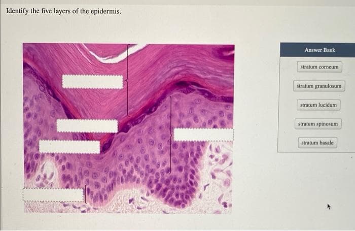Identify the five layers of the epidermis.
EG
Answer Bank
stratum corneum
stratum granulosum
stratum lucidum
stratum spinosum
stratum basale
