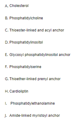 A. Cholesterol
B. Phosphatidylcholine
C. Thioester-linked and acyl anchor
D. Phosphatidylinositol
E. Glycosyl phosphatidylinositol anchor
F. Phosphatidylserine
G. Thioether-linked prenyl anchor
H. Cardioliptin
I. Phosphatidylethanolamine
J. Amide-linked myristoyl anchor