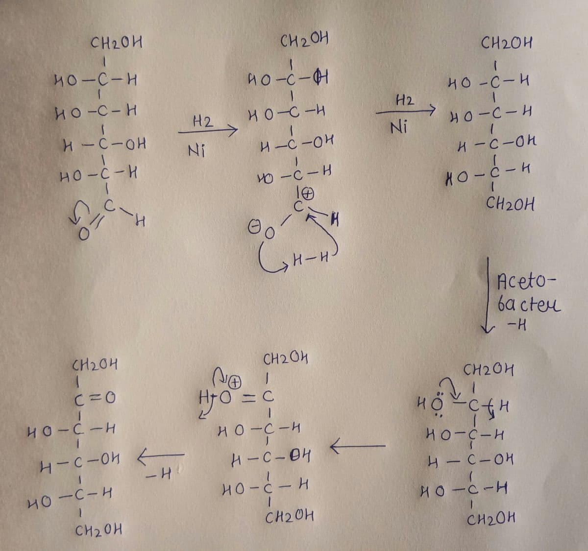 CH20H
CH2 OH
CH20H
40-C-H
HO-C-H
HO-C-H
H2
H2
H0-C-H
Ni
H-C-OH
Ni
H-C-OH
H-C-OH
HO-C-H
HO -C-H
HO-C-H
C-H
CH20H
H-H
Aceto-
6a cteu
CH20H
CH204
CH2OH
C=0
1.
HO-C-H
HO CH
HO-C-H
H-C-04
H- C-0H
HO-C-H
H0-C-H
HO-C-H
CH20H
CH20H
CH2OH
