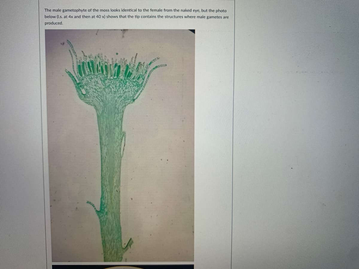 The male gametophyte of the moss looks identical to the female from the naked eye, but the photo
below (I.s. at 4x and then at 40 x) shows that the tip contains the structures where male gametes are
produced.
