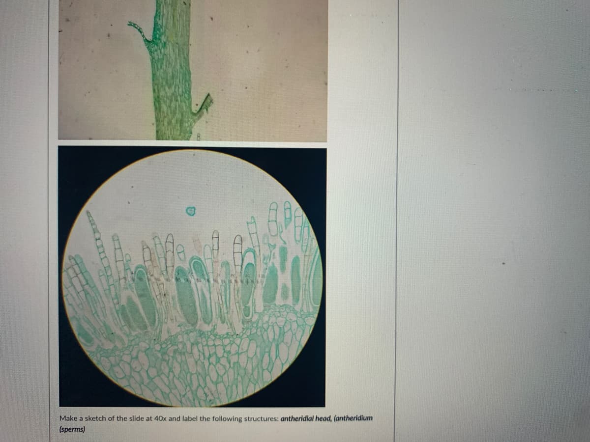 Make a sketch of the slide at 40x and label the following structures: antheridial head, (antheridium
(sperms)
