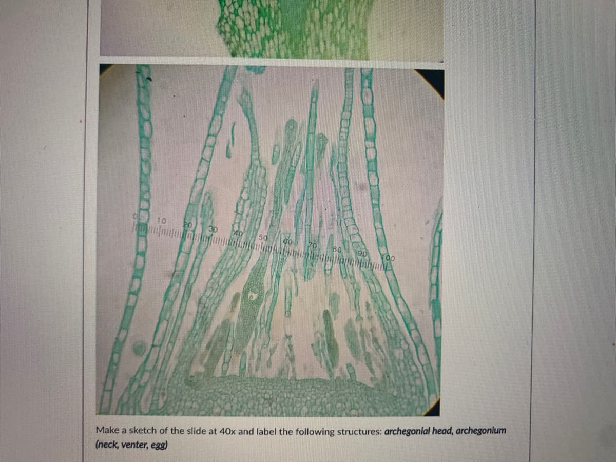 10 20 30
40
80
Make a sketch of the slide at 40x and label the following structures: archegonlal head, archegonium
(neck, venter, egg)
