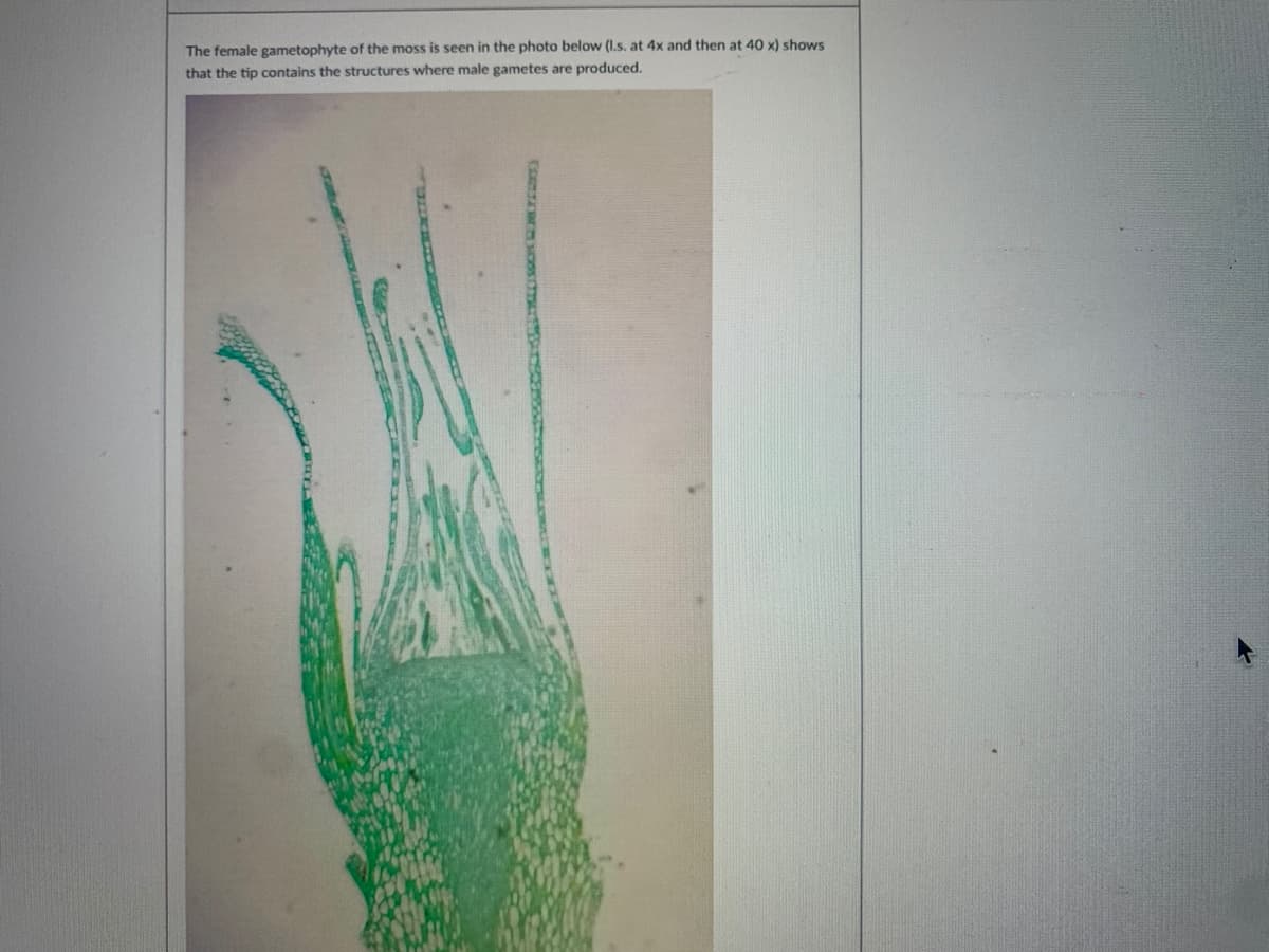 The female gametophyte of the moss is seen in the photo below (I.s. at 4x and then at 40 x) shows
that the tip contains the structures where male gametes are produced.
