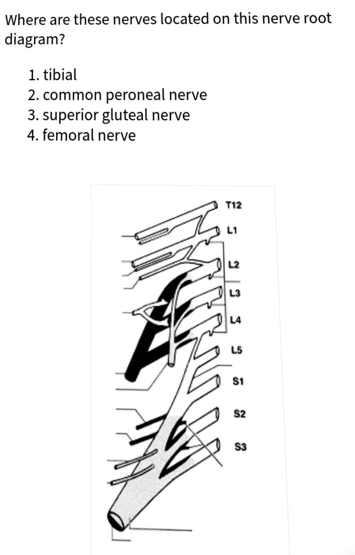 Where are these nerves located on this nerve root
diagram?
1. tibial
2. common peroneal nerve
3. superior gluteal nerve
4. femoral nerve
T12
L2
L3
L4
L5
S1
$2
S3
