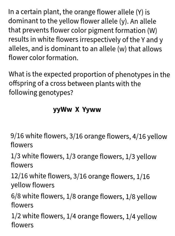 In a certain plant, the orange flower allele (Y) is
dominant to the yellow flower allele (y). An allele
that prevents flower color pigment formation (W)
results in white flowers irrespectively of the Y and y
alleles, and is dominant to an allele (w) that allows
flower color formation.
What is the expected proportion of phenotypes in the
offspring of a cross between plants with the
following genotypes?
УyWw X Yyww
9/16 white flowers, 3/16 orange flowers, 4/16 yellow
flowers
1/3 white flowers, 1/3 orange flowers, 1/3 yellow
flowers
12/16 white flowers, 3/16 orange flowers, 1/16
yellow flowers
6/8 white flowers, 1/8 orange flowers, 1/8 yellow
flowers
1/2 white flowers, 1/4 orange flowers, 1/4 yellow
flowers
