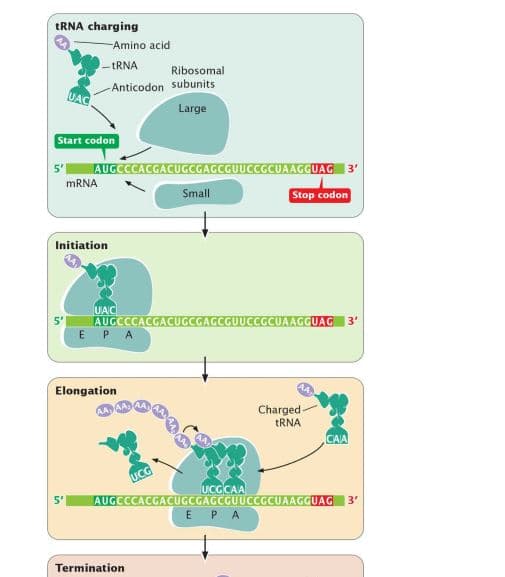 tRNA charging
-Amino acid
- IRNA
Ribosomal
-Anticodon subunits
UAC
Large
Start codon
5'
AUGCCCACGACUGCGAGCGUUCCGCUAAGGUAG 3'
MRNA
Small
Stop codon
Initiation
UAC
AUGCCCACGACUGCGAGCGUUCCGCUAAGGUAG 3'
5'
E PA
Elongation
Charged -
TRNA
AAAA,
UC
UCGCAA
AUGCCCACGACUGCGAGCGUUCCGCUAAGGUAG
5'
3'
E PA
Termination
