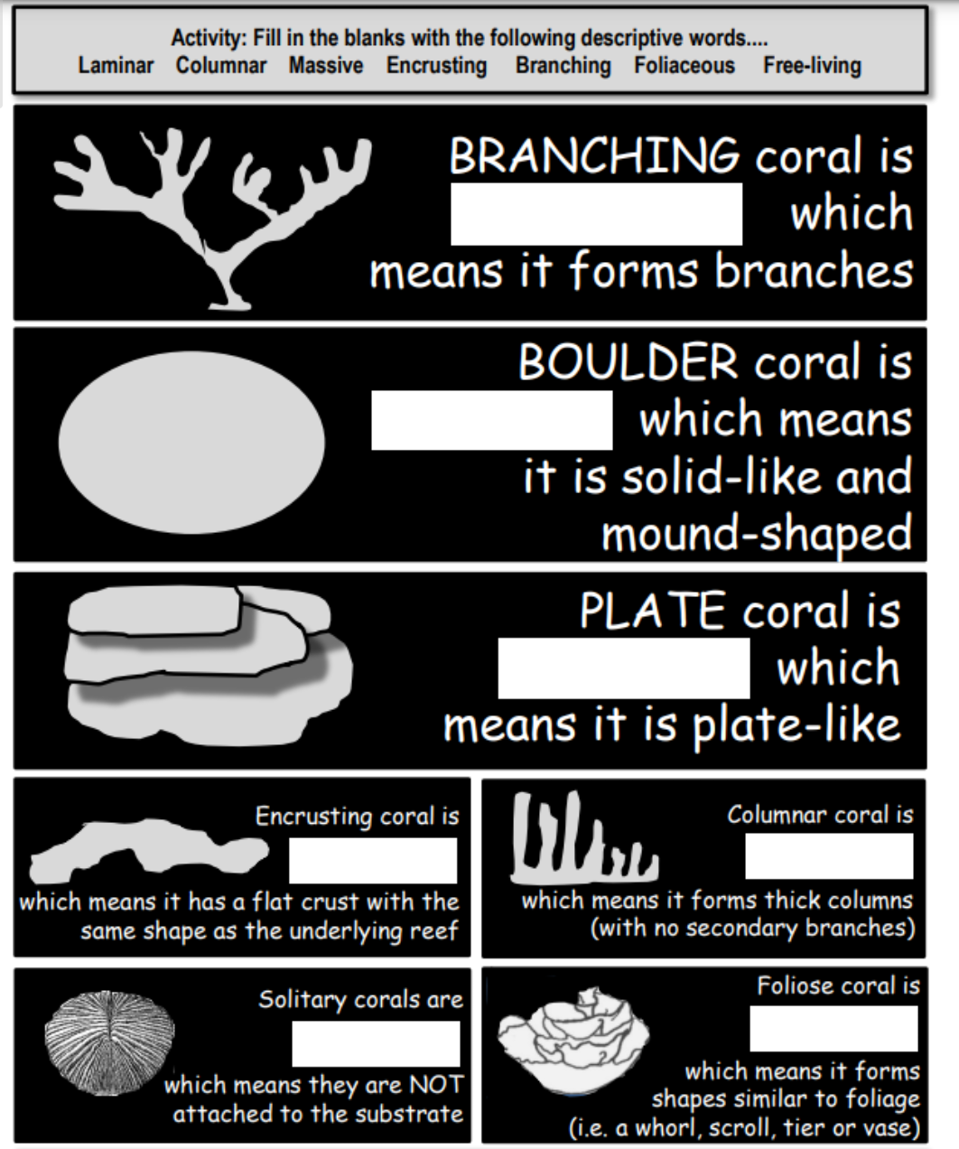 Activity: Fill in the blanks with the following descriptive words...
Laminar Columnar Massive Encrusting Branching Foliaceous Free-living
BRANCHING coral is
which
means it forms branches
BOULDER coral is
which means
it is solid-like and
mound-shaped
PLATE coral is
which
means it is plate-like
Encrusting coral is
Columnar coral is
which means it has a flat crust with the
same shape as the underlying reef
which means it forms thick columns
(with no secondary branches)
Foliose coral is
Solitary corals are
which means they are NOT
attached to the substrate
which means it forms
shapes similar to foliage
|(i.e. a whorl, scroll, tier or vase)
