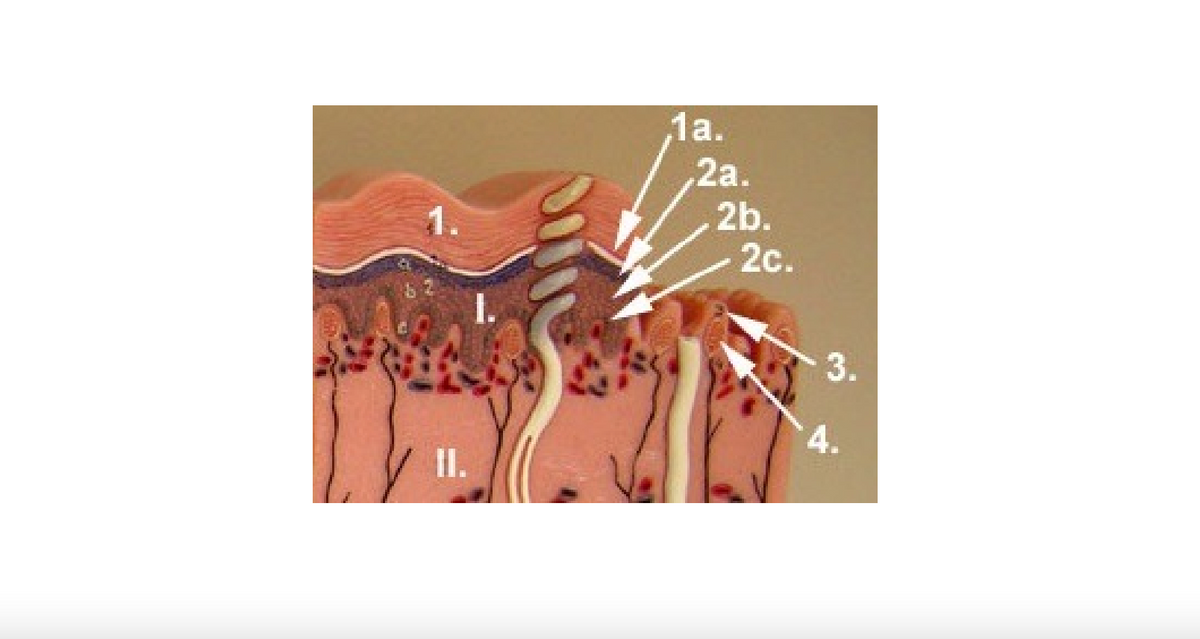 II.
1a.
,2a.
2b.
2c.
3.
4.