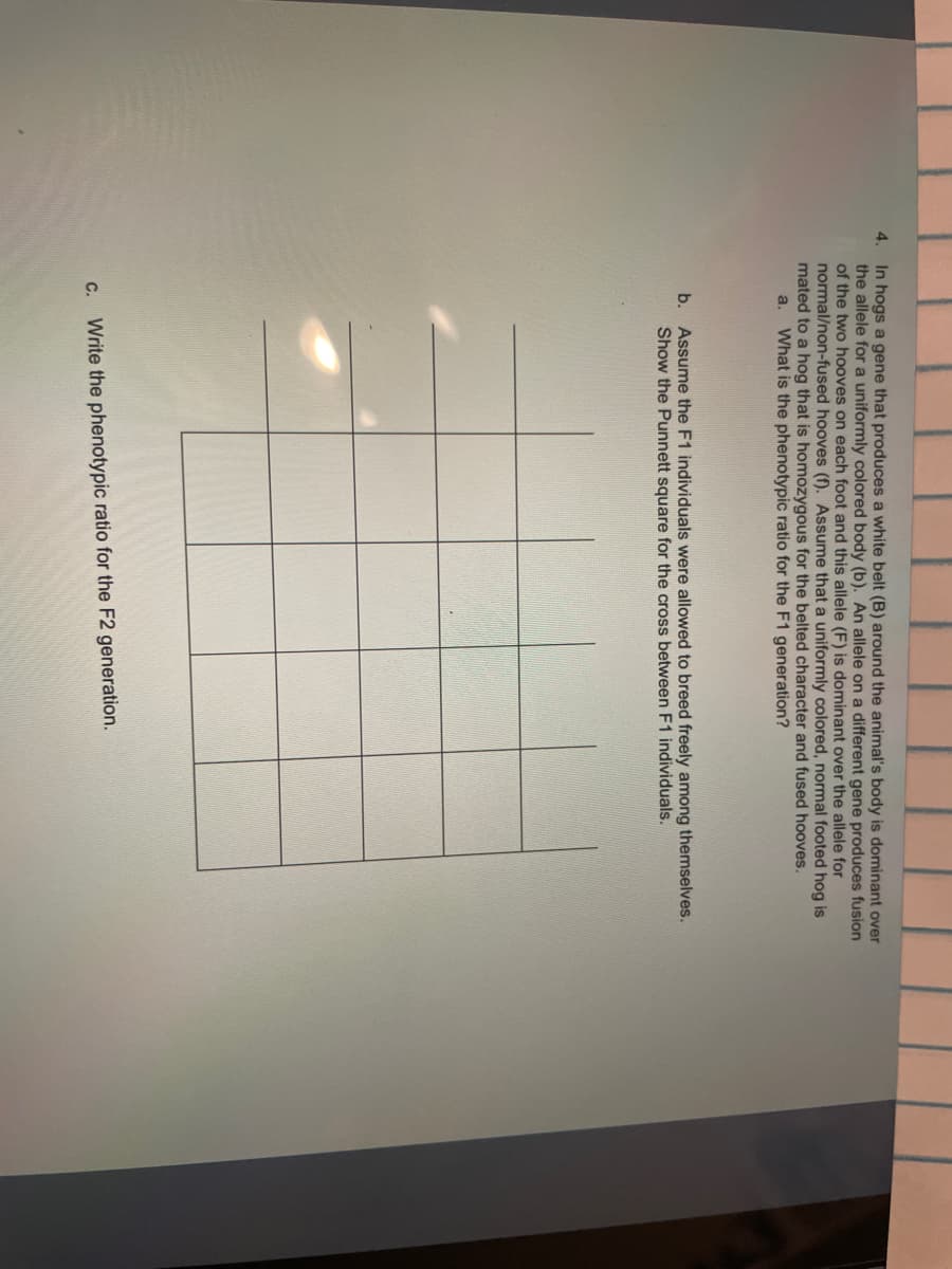 4. In hogs a gene that produces a white belt (B) around the animal's body is dominant over
the allele for a uniformly colored body (b). An allele on a different gene produces fusion
of the two hooves on each foot and this allele (F) is dominant over the allele for
normal/non-fused hooves (f). Assume that a uniformly colored, normal footed hog is
mated to a hog that is homozygous for the belted character and fused hooves.
What is the phenotypic ratio for the F1 generation?
a.
Assume the F1 individuals were allowed to breed freely among themselves.
Show the Punnett square for the cross between F1 individuals.
b.
с.
Write the phenotypic ratio for the F2 generation.
