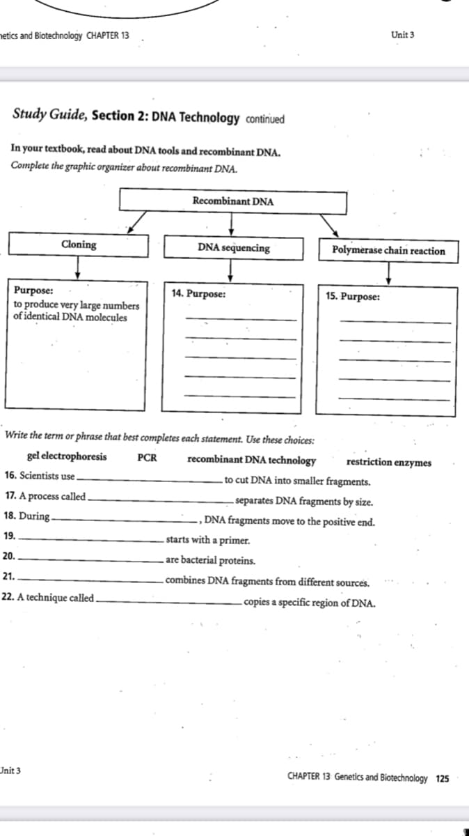 Unit 3
netics and Biotechnology CHAPTER 13
Study Guide, Section 2: DNA Technology continiued
In your textbook, read about DNA tools and recombinant DNA.
Complete the graphic organizer about recombinant DNA.
Recombinant DNA
Cloning
DNA sequencing
Polymerase chain reaction
15. Purpose:
Purpose:
to produce very large numbers
of identical DNA molecules
14. Purpose:
Write the term or phrase that best completes each statement. Use these choices:
gel electrophoresis
PCR
recombinant DNA technology
restriction enzymes
16. Scientists use.
to cut DNA into smaller fragments.
17. A process called
.separates DNA fragments by size.
18. During.
DNA fragments move to the positive end.
19.
starts with a primer.
20.
are bacterial proteins.
21.
combines DNA fragments from different sources.
22. A technique called .
copies a specific region of DNA.
Unit 3
CHAPTER 13 Genetics and Biotechnology 125
