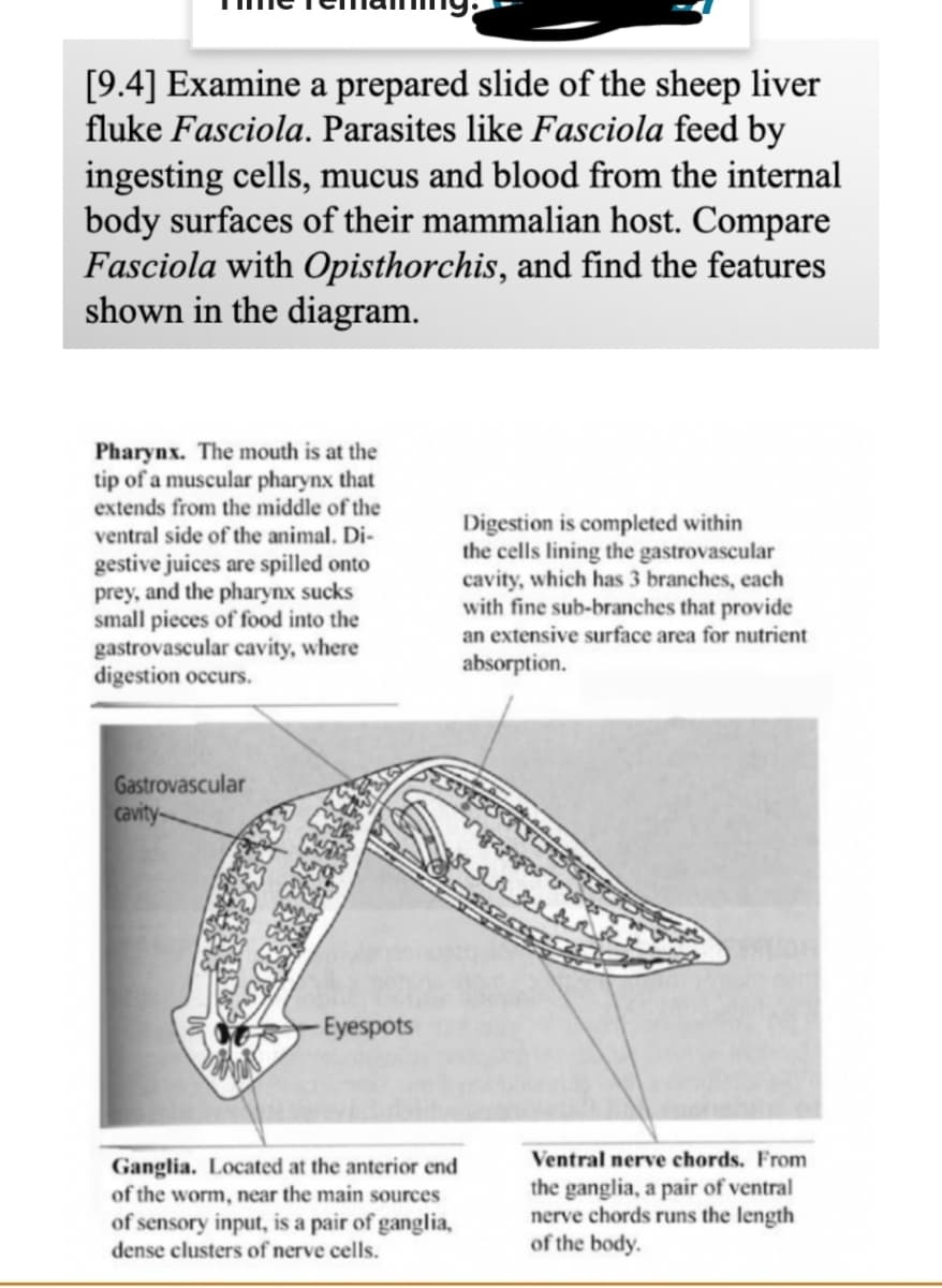 [9.4] Examine a prepared slide of the sheep liver
fluke Fasciola. Parasites like Fasciola feed by
ingesting cells, mucus and blood from the internal
body surfaces of their mammalian host. Compare
Fasciola with Opisthorchis, and find the features
shown in the diagram.
Pharynx. The mouth is at the
tip of a muscular pharynx that
extends from the middle of the
ventral side of the animal. Di-
gestive juices are spilled onto
prey, and the pharynx sucks
small pieces of food into the
gastrovascular cavity, where
digestion occurs.
Digestion is completed within
the cells lining the gastrovascular
cavity, which has 3 branches, each
with fine sub-branches that provide
an extensive surface area for nutrient
absorption.
Gastrovascular
cavity-
-Eyespots
Ventral nerve chords. From
Ganglia. Located at the anterior end
of the worm, near the main sources
of sensory input, is a pair of ganglia,
dense clusters of nerve cells.
the ganglia, a pair of ventral
nerve chords runs the length
of the body.
