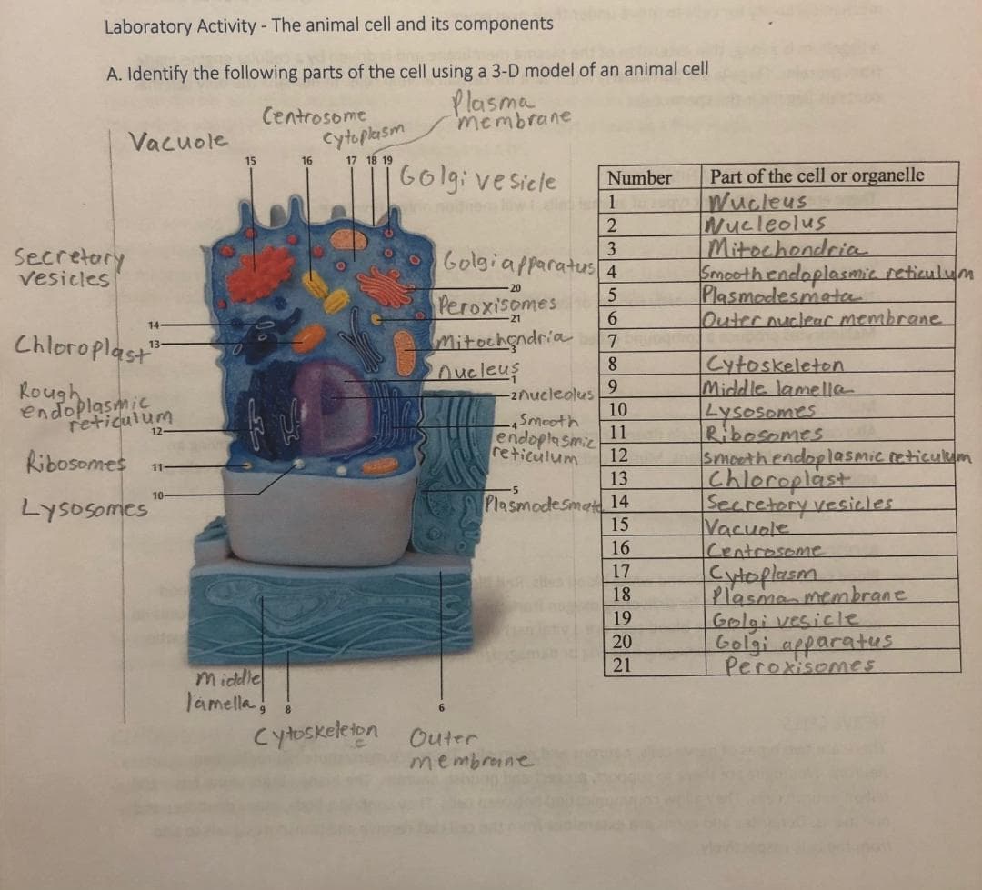 Laboratory Activity- The animal cell and its components
A. Identify the following parts of the cell using a 3-D model of an animal cell
Plasma
membrane
Centrosome
Cytoplasm
Golgi ve siele
Vacuole
15
16
17 18 19
Part of the cell or organelle
Wucleus
INucleolus
Mitochondria
Smoothendoplasmic reticulum
Plasmodesmata
Outernuclear membrane.
Number
w
1
Secretory
vesicles
Golgiapparatus 4
20
Peroxisomes
6.
14-
Chloroplast"
Mitochgndria
8.
Oucleus
7
Cytoskeleton
Middle lamella
Lysosomes
Rough
endoplasmic
reticulum
-2nucleolus
10
9.
mooth
endoplasmic
12
reticulum
12
11
Ribosomes
smoothendoplasmic reticulum
Chloroplast
11
13
10
Lysosomes
Plasmodesmat 14
15
Vacuole
Centrosome
उगराऱ्या लीववयय
16
Cytoplasm
17
Plasmanmembrane
Golgi vesicle
Golgi afparatus
18
19
20
21
Peroxisomes
Middle
lamella
Cytoskeleton
6.
Outer
membrane

