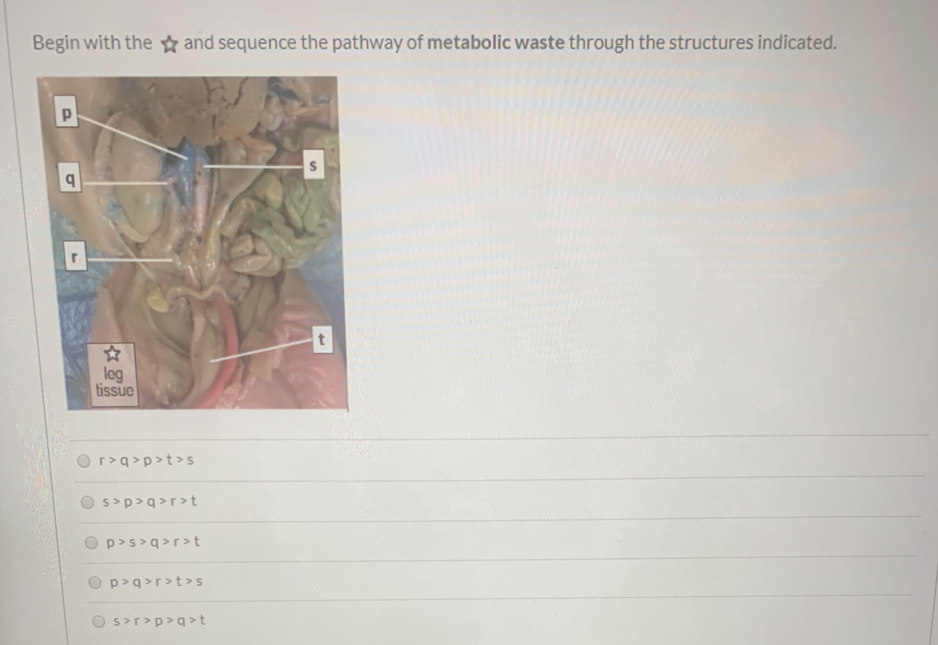 Begin with the and sequence the pathway of metabolic waste through the structures indicated.
leg
tissue
Or>q>p>t>s
S>p>q>r>t
p>s>q>r>t
p>q>r>t>s
Os>r>p>q>t
