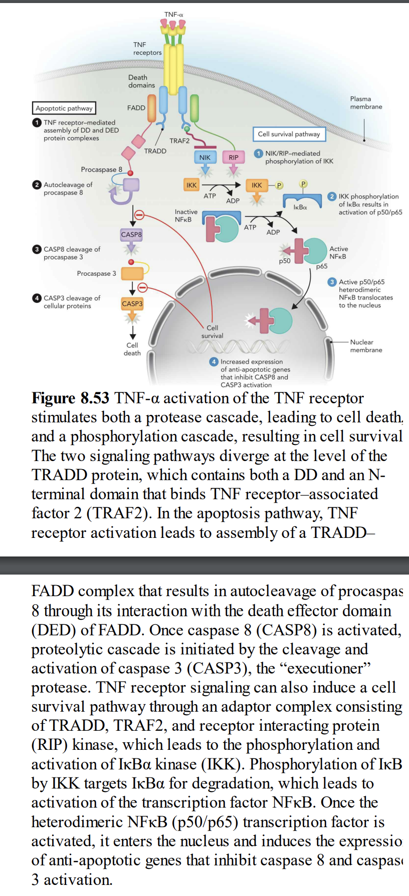 Apoptotic pathway
TNF receptor-mediated
assembly of DD and DED
protein complexes
Procaspase 8
Autocleavage of
procaspase 8
CASP8 cleavage of
procaspase 3
Procaspase 3
O CASP3 cleavage of
cellular proteins
TNF
receptors.
Death
domains
FADD
CASP8
CASP3
Cell
death
TNF-α
TRADD
TRAF2
IKK
Inactive
NFkB
NIK
ATP
RIP
ADP
13
Cell
survival
Cell survival pathway
IKK
ATP
NIK/RIP-mediated
phosphorylation of IKK
P
ADP
p50
+9
Increased expression
of anti-apoptotic genes
that inhibit CASP8 and
CASP3 activation
IkBa
p65
Plasma
membrane.
2 IKK phosphorylation
of IkBa results in
activation of p50/p65
Active
NFkB
Active p50/p65
heterodimeric
NFKB translocates.
to the nucleus
Nuclear
membrane.
Figure 8.53 TNF-a activation of the TNF receptor
stimulates both a protease cascade, leading to cell death,
and a phosphorylation cascade, resulting in cell survival
The two signaling pathways diverge at the level of the
TRADD protein, which contains both a DD and an N-
terminal domain that binds TNF receptor-associated
factor 2 (TRAF2). In the apoptosis pathway, TNF
receptor activation leads to assembly of a TRADD-
FADD complex that results in autocleavage of procaspas
8 through its interaction with the death effector domain
(DED) of FADD. Once caspase 8 (CASP8) is activated,
proteolytic cascade is initiated by the cleavage and
activation of caspase 3 (CASP3), the "executioner"
protease. TNF receptor signaling can also induce a cell
survival pathway through an adaptor complex consisting
of TRADD, TRAF2, and receptor interacting protein
(RIP) kinase, which leads to the phosphorylation and
activation of IkBa kinase (IKK). Phosphorylation of IKB
by IKK targets IKBα for degradation, which leads to
activation of the transcription factor NFKB. Once the
heterodimeric NFkB (p50/p65) transcription factor is
activated, it enters the nucleus and induces the expressio
of anti-apoptotic genes that inhibit caspase 8 and caspas
3 activation.
