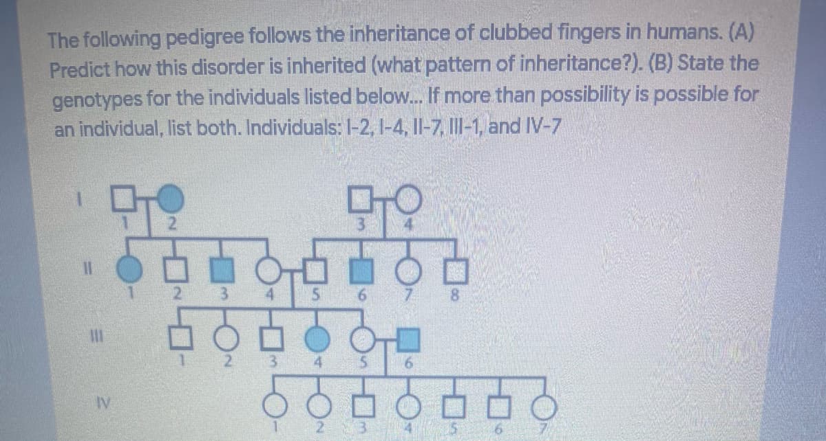 The following pedigree follows the inheritance of clubbed fingers in humans. (A)
Predict how this disorder is inherited (what pattern of inheritance?). (B) State the
genotypes for the individuals listed below.. If more than possibility is possible for
an individual, list both. Individuals: 1-2, 1-4, Il-7, III-1, and IV-7
3.
4
6.
7.
3.
6.
IV
