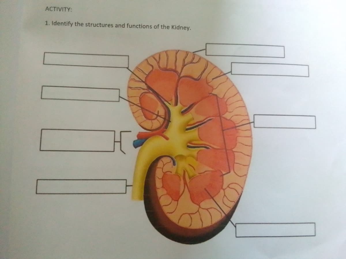 ACTIVITY:
1. Identify the structures and functions of the Kidney.
