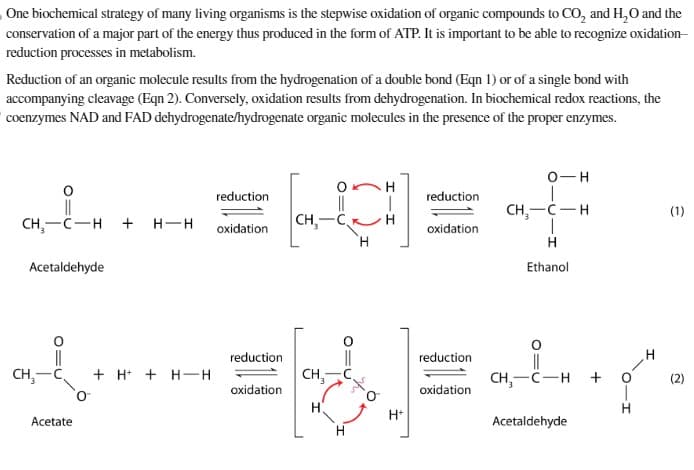 One biochemical strategy of many living organisms is the stepwise oxidation of organic compounds to CO₂ and H₂O and the
conservation of a major part of the energy thus produced in the form of ATP. It is important to be able to recognize oxidation-
reduction processes in metabolism.
Reduction of an organic molecule results from the hydrogenation of a double bond (Eqn 1) or of a single bond with
accompanying cleavage (Eqn 2). Conversely, oxidation results from dehydrogenation. In biochemical redox reactions, the
coenzymes NAD and FAD dehydrogenate/hydrogenate organic molecules in the presence of the proper enzymes.
CH₂ CH + H-H
Acetaldehyde
H
reduction
=(Q=F
oxidation
L
CH₂-C +H+ +H-H
Acetate
reduction
oxidation
reduction
oxidation
CH₂-C
CH₂-
H
H+
O-H
reduction
oxidation
CH₂-C-H
Ethanol
CH, C-H+ o
H
Acetaldehyde
(1)