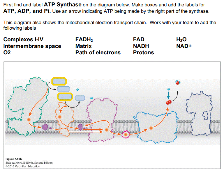 First find and label ATP Synthase on the diagram below. Make boxes and add the labels for
ATP, ADP, and Pi. Use an arrow indicating ATP being made by the right part of the synthase.
This diagram also shows the mitochondrial electron transport chain. Work with your team to add the
following labels
Complexes l-IV
Intermembrane space
02
FADH2
FAD
H20
NAD+
Matrix
NADH
Path of electrons
Protons
Figure 7.10b
Biology: How Life Works, Second Edition
© 2016 Macmillan Education
