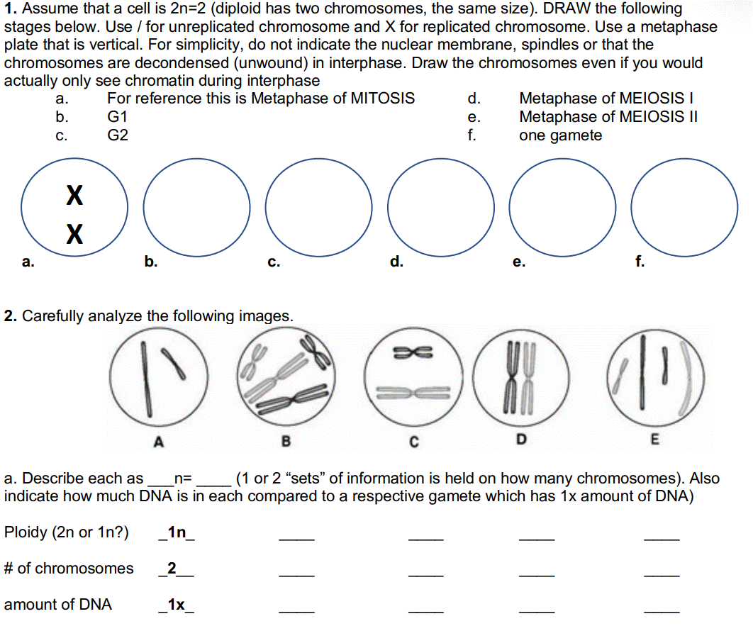 1. Assume that a cell is 2n=2 (diploid has two chromosomes, the same size). DRAW the following
stages below. Use / for unreplicated chromosome and X for replicated chromosome. Use a metaphase
plate that is vertical. For simplicity, do not indicate the nuclear membrane, spindles or that the
chromosomes are decondensed (unwound) in interphase. Draw the chromosomes even if you would
actually only see chromatin during interphase
For reference this is Metaphase of MITOSIS
Metaphase of MEIOSIS I
Metaphase of MEIOSIS II
one gamete
a.
d.
b.
G1
е.
C.
G2
f.
X
а.
b.
С.
d.
е.
f.
2. Carefully analyze the following images.
A
a. Describe each as
n=
(1 or 2 "sets" of information is held on how many chromosomes). Also
indicate how much DNA is in each compared to a respective gamete which has 1x amount of DNA)
Ploidy (2n or 1n?)
1n_
# of chromosomes
2
amount of DNA
1x_
