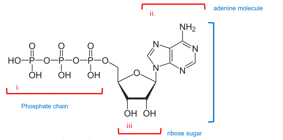 adenine molecule
ii.
NH2
N-
НО-Р—О—Р—О—Р—О.
ОН
ОН
ОН
i.
Phosphate chain
ОН ОН
iii
ribose sugar
