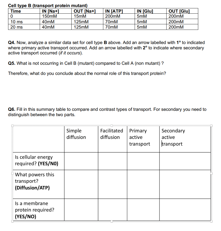 Cell type B (transport protein mutant)
Time
IN [Na+]
0
10 ms
20 ms
150mM
40mM
40mM
Is cellular energy
required? (YES/NO)
OUT [Na+]
15mM
What powers this
transport?
(Diffusion/ATP)
125mM
125mM
Is a membrane
protein required?
(YES/NO)
Q4. Now, analyze a similar data set for cell type B above. Add an arrow labelled with 1° to indicated
where primary active transport occurred. Add an arrow labelled with 2° to indicate where secondary
active transport occurred (if it occurs).
Q5. What is not occurring in Cell B (mutant) compared to Cell A (non mutant) ?
Therefore, what do you conclude about the normal role of this transport protein?
IN [ATP]
200mM
70mM
70mM
Q6. Fill in this summary table to compare and contrast types of transport. For secondary you need to
distinguish between the two parts.
Simple
diffusion
IN [Glu]
5mM
5mM
5mM
Facilitated
diffusion
OUT [Glu]
200mM
200mM
200mM
Primary
active
transport
Secondary
active
transport