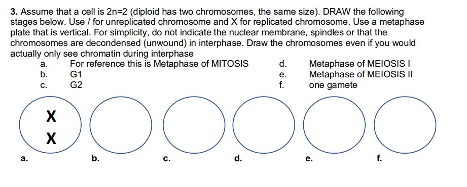 3. Assume that a cell is 2n=2 (diploid has two chromosomes, the same size). DRAW the following
stages below. Use / for unreplicated chromosome and X for replicated chromosome. Use a metaphase
plate that is vertical. For simplicity, do not indicate the nuclear membrane, spindles or that the
chromosomes are decondensed (unwound) in interphase. Draw the chromosomes even if you would
actually only see chromatin during interphase
a. For reference this is Metaphase of MITOSIS
b.
G1
C.
G2
a.
XX
d. Metaphase of MEIOSIS I
Metaphase of MEIOSIS II
one gamete
e.
f.
OO c
C.
d.
b.
e.
c
f.