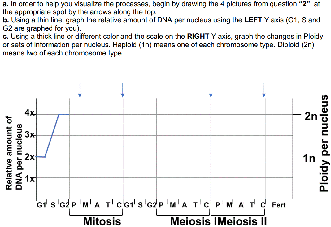 a. In order to help you visualize the processes, begin by drawing the 4 pictures from question “2" at
the appropriate spot by the arrows along the top.
b. Using a thin line, graph the relative amount of DNA per nucleus using the LEFT Y axis (G1, S and
G2 are graphed for you).
c. Using a thick line or different color and the scale on the RIGHT Y axis, graph the changes in Ploidy
or sets of information per nucleus. Haploid (1n) means one of each chromosome type. Diploid (2n)
means two of each chromosome type.
4x
1n
G1 s'G2 P' M'A'T'cG1' s'G2 P' M' A'T
C
M' A T' C Fert
Mitosis
Meiosis IMeiosis II
Relative amount of
DNA per nucleus
Ploidy per nucleus
