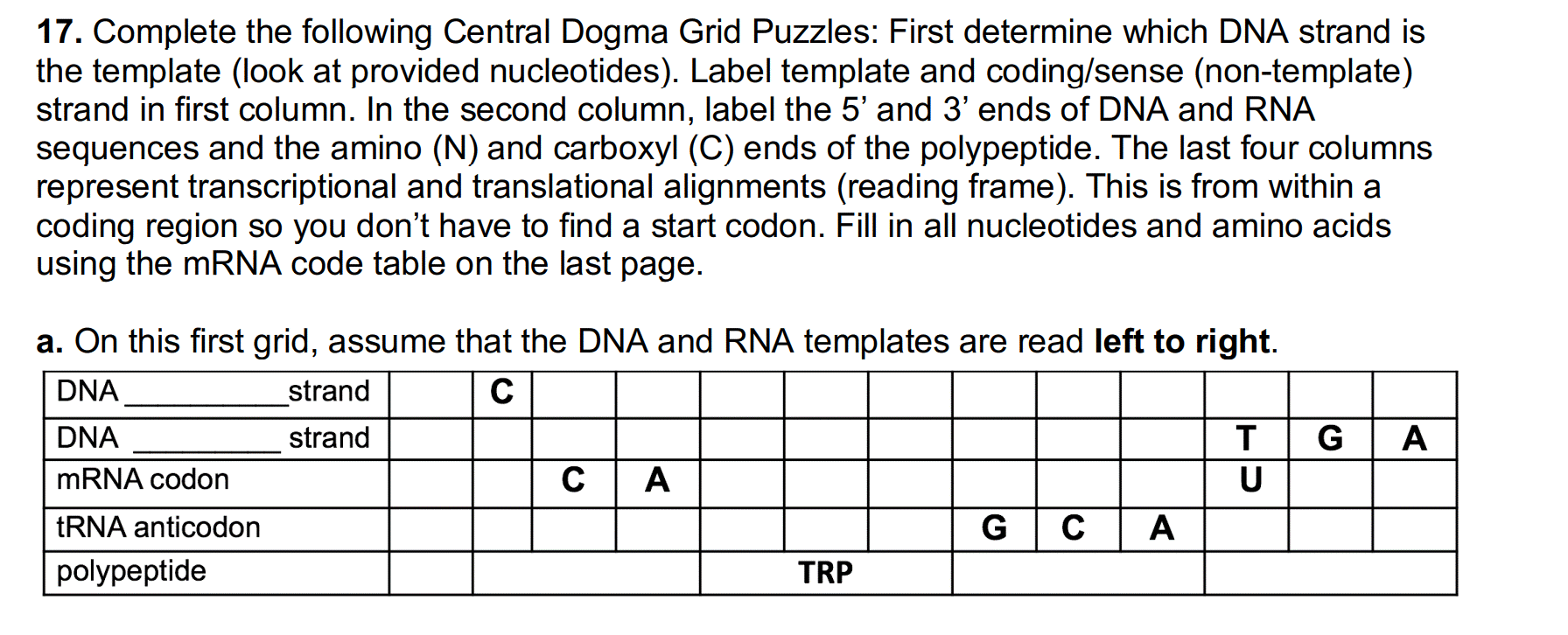 17. Complete the following Central Dogma Grid Puzzles: First determine which DNA strand is
the template (look at provided nucleotides). Label template and coding/sense (non-template)
strand in first column. In the second column, label the 5' and 3' ends of DNA and RNA
sequences and the amino (N) and carboxyl (C) ends of the polypeptide. The last four columns
represent transcriptional and translational alignments (reading frame). This is from within a
coding region so you don't have to find a start codon. Fill in all nucleotides and amino acids
using the mRNA code table on the last page.
a. On this first grid, assume that the DNA and RNA templates are read left to right.
DNA
strand
C
DNA
strand
G
mRNA codon
A
U
TRNA anticodon
A
polypeptide
TRP
