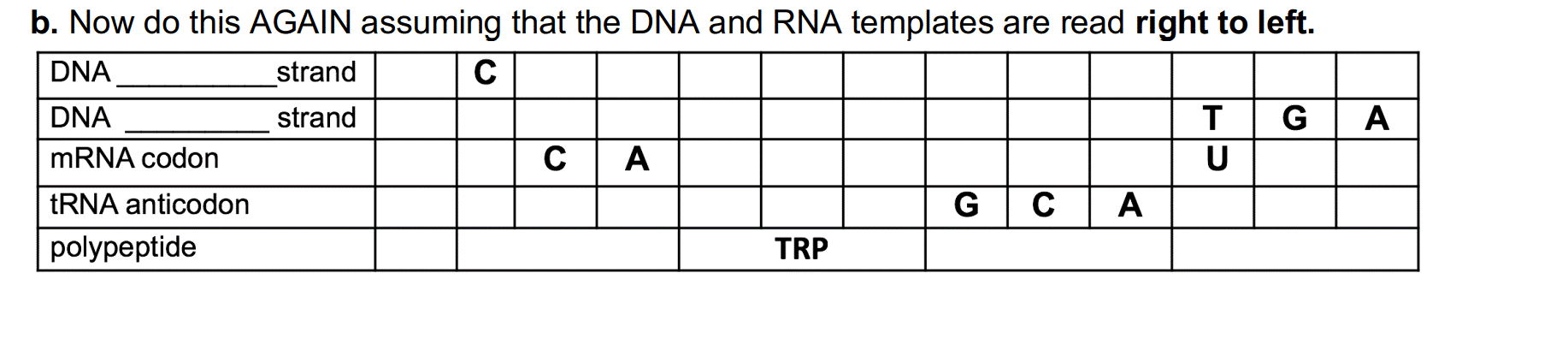 b. Now do this AGAIN assuming that the DNA and RNA templates are read right to left.
DNA
strand
C
DNA
strand
T
G
A
MRNA codon
C|A
U
TRNA anticodon
G
A
polypeptide
TRP
