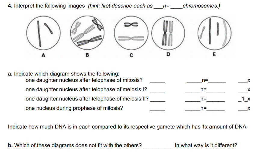 4. Interpret the following images (hint: first describe each as _n=________chromosomes.)
A
B
a. Indicate which diagram shows the following:
C
one daughter nucleus after telophase of mitosis?
one daughter nucleus after telophase of meiosis I?
one daughter nucleus after telophase of meiosis II?
one nucleus during prophase of mitosis?
88 P
b. Which of these diagrams does not fit with the others?
D
n=
n=
n=
_n=
E
_1_x
Indicate how much DNA is in each compared to its respective gamete which has 1x amount of DNA.
In what way is it different?
X