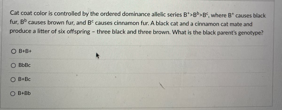 Cat coat color is controlled by the ordered dominance allelic series B+>Bb>BC, where B* causes black
fur, Bb causes brown fur, and BC causes cinnamon fur. A black cat and a cinnamon cat mate and
produce a litter of six offspring - three black and three brown. What is the black parent's genotype?
OB+B+
OBbBc
B+Bc
OB+Bb