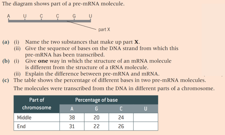 The diagram shows part of a pre-mRNA molecule.
A
G
part X
(a) (i) Name the two substances that make up part X.
(ii) Give the sequence of bases on the DNA strand from which this
pre-mRNA has been transcribed.
(b) (i) Give one way in which the structure of an MRNA molecule
is different from the structure of a tRNA molecule.
(ii) Explain the difference between pre-mRNA and mRNA.
(c) The table shows the percentage of different bases in two pre-mRNA molecules.
The molecules were transcribed from the DNA in different parts of a chromosome.
Part of
Percentage of base
chromosome
A
G
U
Middle
38
20
24
End
31
22
26
