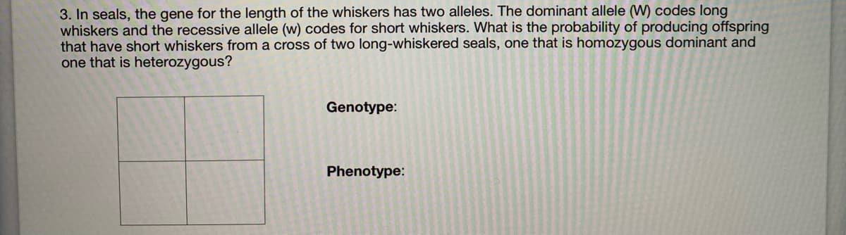 3. In seals, the gene for the length of the whiskers has two alleles. The dominant allele (W) codes long
whiskers and the recessive allele (w) codes for short whiskers. What is the probability of producing offspring
that have short whiskers from a cross of two long-whiskered seals, one that is homozygous dominant and
one that is heterozygous?
Genotype:
Phenotype:
