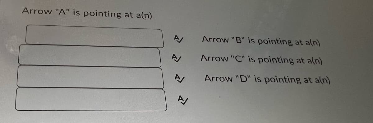 Arrow "A" is pointing at a(n)
AV
Arrow "B" is pointing at a(n)
Arrow "C" is pointing at a(n)
Arrow "D" is pointing at a(n)