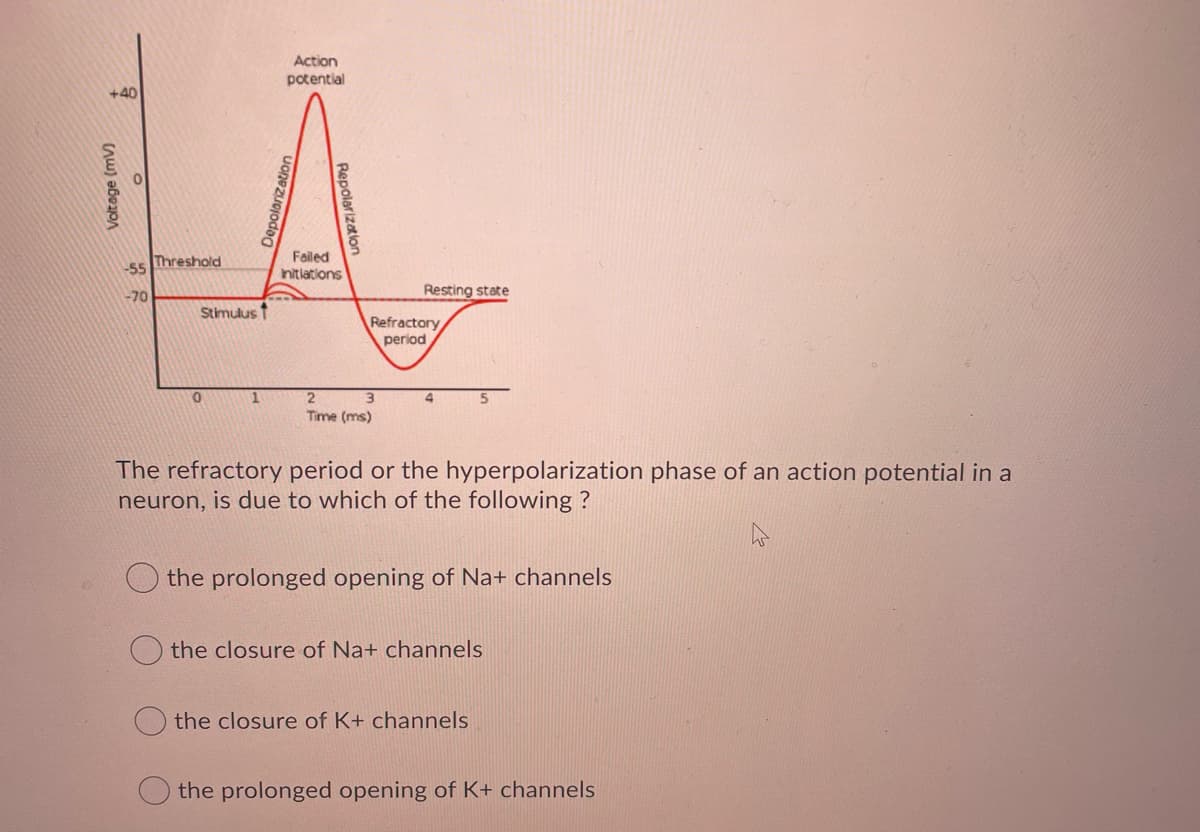 Action
potential
+40
Threshold
-55
Failed
Initiations
-70
Resting state
Stimulus
Refractory
period
1.
3.
Time (ms)
The refractory period or the hyperpolarization phase of an action potential in a
neuron, is due to which of the following ?
the prolonged opening of Na+ channels
the closure of Na+ channels
the closure of K+ channels
the prolonged opening of K+ channels
Repolarization
Uonezuojoda0
Voltage (mV)
