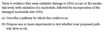 . There is evidence that some oxidative damage to DNA occurs at the nucleo-
tide level, with oxidation of a nucleotide, followed by incorporation of the
damaged nucleotide into DNA.
(a) Describe a pathway by which this could occur.
(b) Propose one or more experiments to test whether your proposed path-
way does occur.
