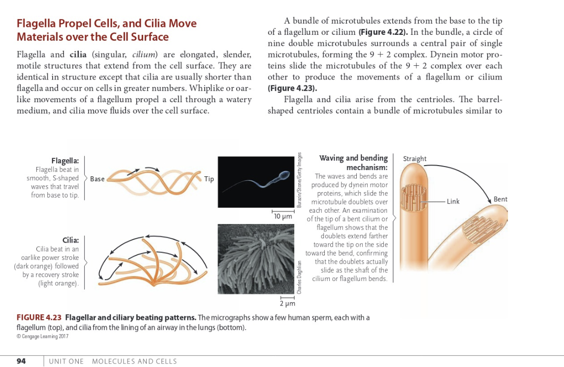 Flagella Propel Cells, and Cilia Move
Materials over the Cell Surface
Flagella and cilia (singular, cilium) are elongated, slender,
motile structures that extend from the cell surface. They are
identical in structure except that cilia are usually shorter than
flagella and occur on cells in greater numbers. Whiplike or oar-
like movements of a flagellum propel a cell through a watery
medium, and cilia move fluids over the cell surface.
Flagella:
Flagella beat in
smooth, S-shaped
waves that travel
from base to tip.
Cilia:
Cilia beat in an
oarlike power stroke
(dark orange) followed
by a recovery stroke
(light orange).
94
Base
Tip
UNIT ONE MOLECULES AND CELLS
A bundle of microtubules extends from the base to the tip
of a flagellum or cilium (Figure 4.22). In the bundle, a circle of
nine double microtubules surrounds a central pair of single
microtubules, forming the 9 + 2 complex. Dynein motor pro-
teins slide the microtubules of the 9 + 2 complex over each
other to produce the movements of a flagellum or cilium
(Figure 4.23).
Flagella and cilia arise from the centrioles. The barrel-
shaped centrioles contain a bundle of microtubules similar to
10 μm
2 μm
FIGURE 4.23 Flagellar and ciliary beating patterns. The micrographs show a few human sperm, each with a
flagellum (top), and cilia from the lining of an airway in the lungs (bottom).
ⒸCengage Leaming 2017
Waving and bending
mechanism:
The waves and bends are
produced by dynein motor
proteins, which slide the
microtubule doublets over
each other. An examination
of the tip of a bent cilium or
flagellum shows that the
doublets extend farther
toward the tip on the side
toward the bend, confirming
that the doublets actually
slide as the shaft of the
cilium or flagellum bends.
Straight
Link
Bent