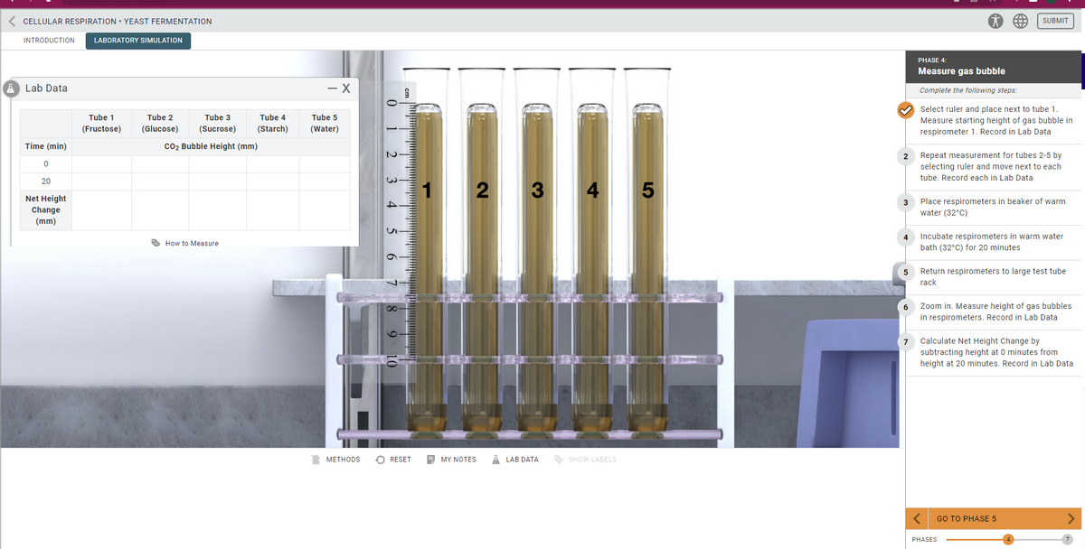 CELLULAR RESPIRATION YEAST FERMENTATION
INTRODUCTION LABORATORY SIMULATION
ALab Data
Time (min)
0
20
Net Height
Change
(mm)
Tube 1
(Fructose)
Tube 2
Tube 3
(Glucose) (Sucrose)
CO₂ Bubble Height (mm)
How to Measure
Tube 4
(Starch)
- X
Tube 5
(Water)
METHODS
N
9
RESET
2 3
MY NOTES ALAB DATA
SHOW LABELS
5
3
2 Repeat measurement for tubes 2-5 by
selecting ruler and move next to each
tube. Record each in Lab Data
4
5
6
PHASE 4
Measure gas bubble
Complete the following steps:
Select ruler and place next to tube 1.
Measure starting height of gas bubble in
respirometer 1. Record in Lab Data
SUBMIT
Place respirometers in beaker of warm
water (32°C)
Incubate respirometers in warm water
bath (32°C) for 20 minutes
Return respirometers to large test tube
rack
Zoom in. Measure height of gas bubbles
in respirometers. Record in Lab Data
7 Calculate Net Height Change by
subtracting height at 0 minutes from
height at 20 minutes. Record in Lab Data
GO TO PHASE 5
PHASES