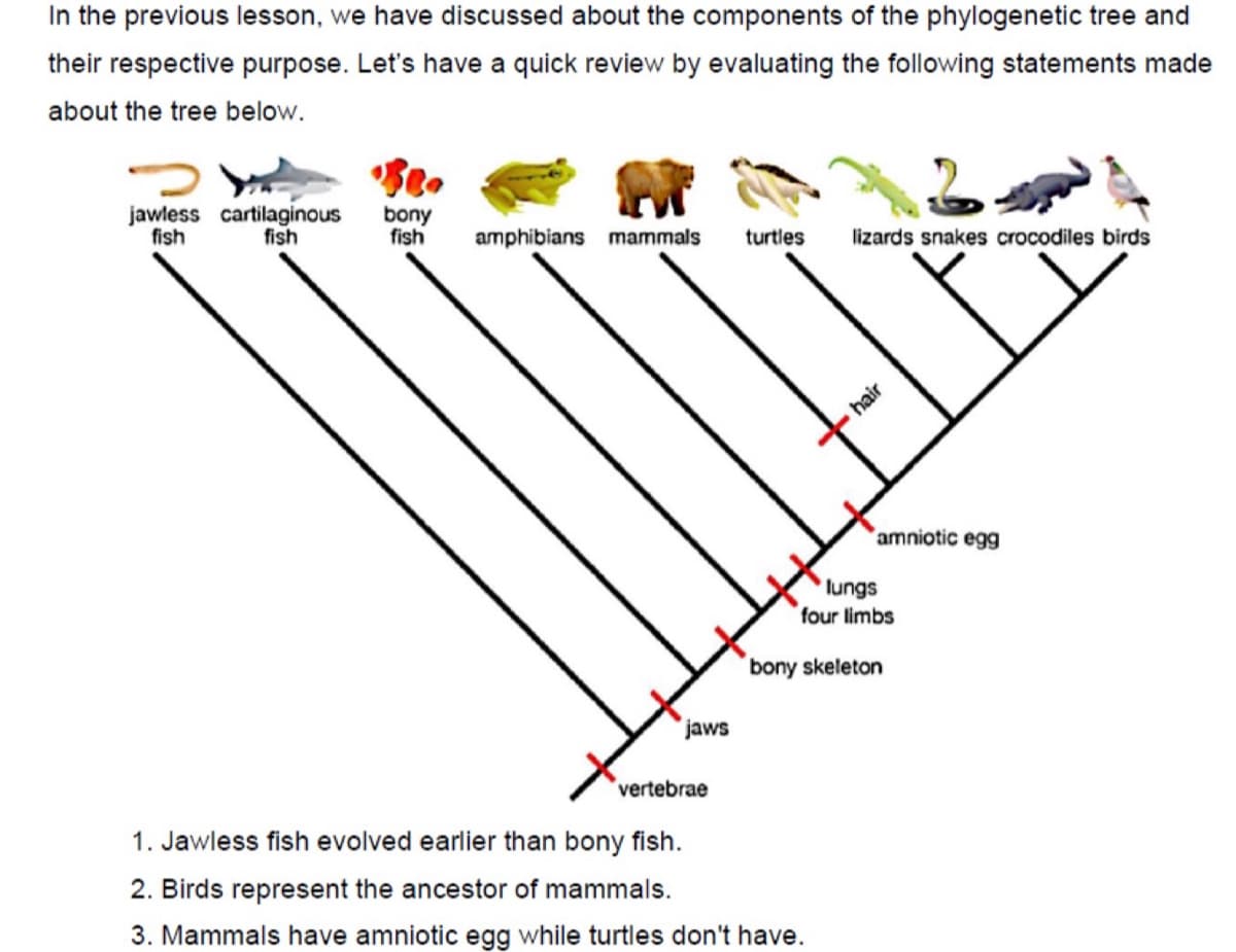 In the previous lesson, we have discussed about the components of the phylogenetic tree and
their respective purpose. Let's have a quick review by evaluating the following statements made
about the tree below.
jawless cartilaginous
fish
fish
bony
fish
amphibians mammals
turtles
lizards snakes crocodiles birds
'amniotic egg
lungs
four limbs
bony skeleton
jaws
vertebrae
1. Jawless fish evolved earlier than bony fish.
2. Birds represent the ancestor of mammals.
3. Mammals have amniotic egg while turtles don't have.
hair

