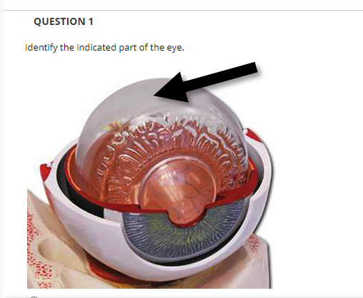 QUESTION 1
Identify the indicated part of the eye.
