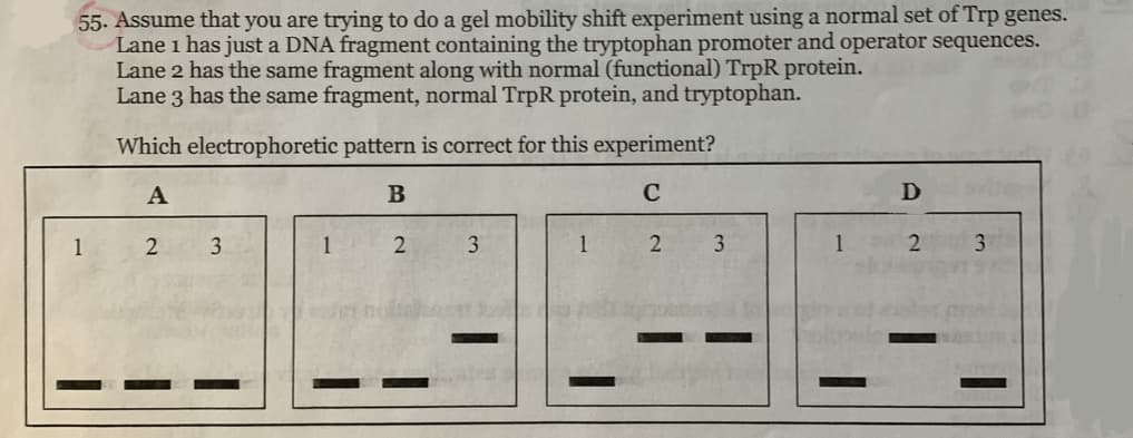 55. Assume that you are trying to do a gel mobility shift experiment using a normal set of Trp genes.
Lane 1 has just a DNA fragment containing the tryptophan promoter and operator sequences.
Lane 2 has the same fragment along with normal (functional) TrpR protein.
Lane 3 has the same fragment, normal TrpR protein, and tryptophan.
Which electrophoretic pattern is correct for this experiment?
A
C
1
3
1
2.
3
1
2
3.
1
2
3
