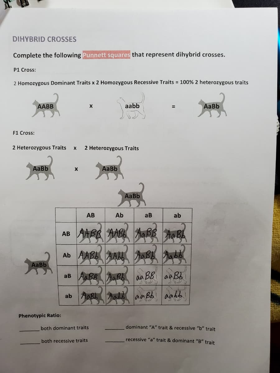 DIHYBRID CROSSES
Complete the following Punnett squares that represent dihybrid crosses.
P1 Cross:
2 Homozygous Dominant Traits x 2 Homozygous Recessive Traits = 100% 2 heterozygous traits
AABB
aabb
AaBb
=
F1 Cross:
2 Heterozygous Traits
2 Heterozygous Traits
AaBb
AaBb
AaBb
AB
Ab
aB
ab
AB AABB AABL AaßB AaBL
Ab AABL AALL AaBb Aabb
AaBb
aB AaBB AaBb
BB aa Bb
aa
ab AABL Aobb anBb aabb
Phenotypic Ratio:
both dominant traits
dominant "A" trait & recessive "b" trait
both recessive traits
recessive "a" trait & dominant "B" trait
