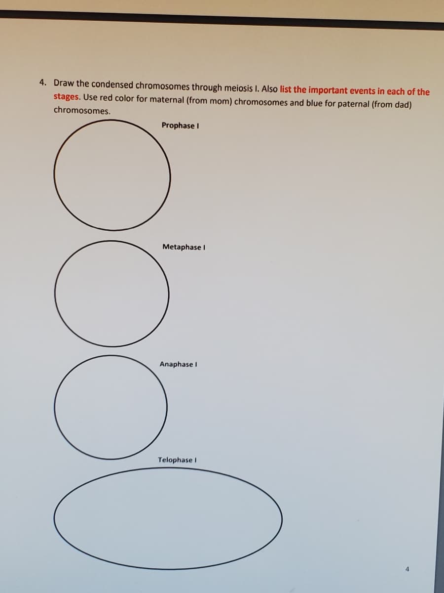 4. Draw the condensed chromosomes through meiosis I. Also list the important events in each of the
stages. Use red color for maternal (from mom) chromosomes and blue for paternal (from dad)
chromosomes.
Prophase I
Metaphase I
Anaphase I
Telophase I
4.
