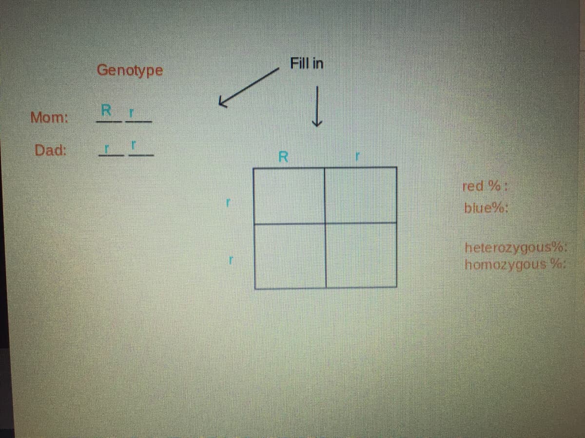 Fill in
Genotype
Mom:
Dad:
R.
red %
blue%:
heterozygous%:
homozygous %
