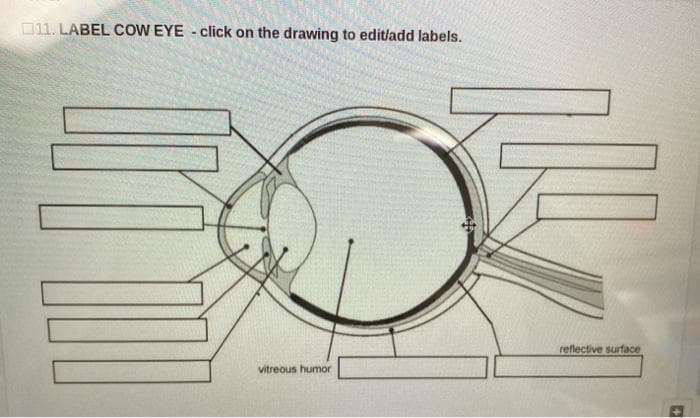 011. LABEL COW EYE - click on the drawing to edit/add labels.
reflective surtace
vitreous humor
