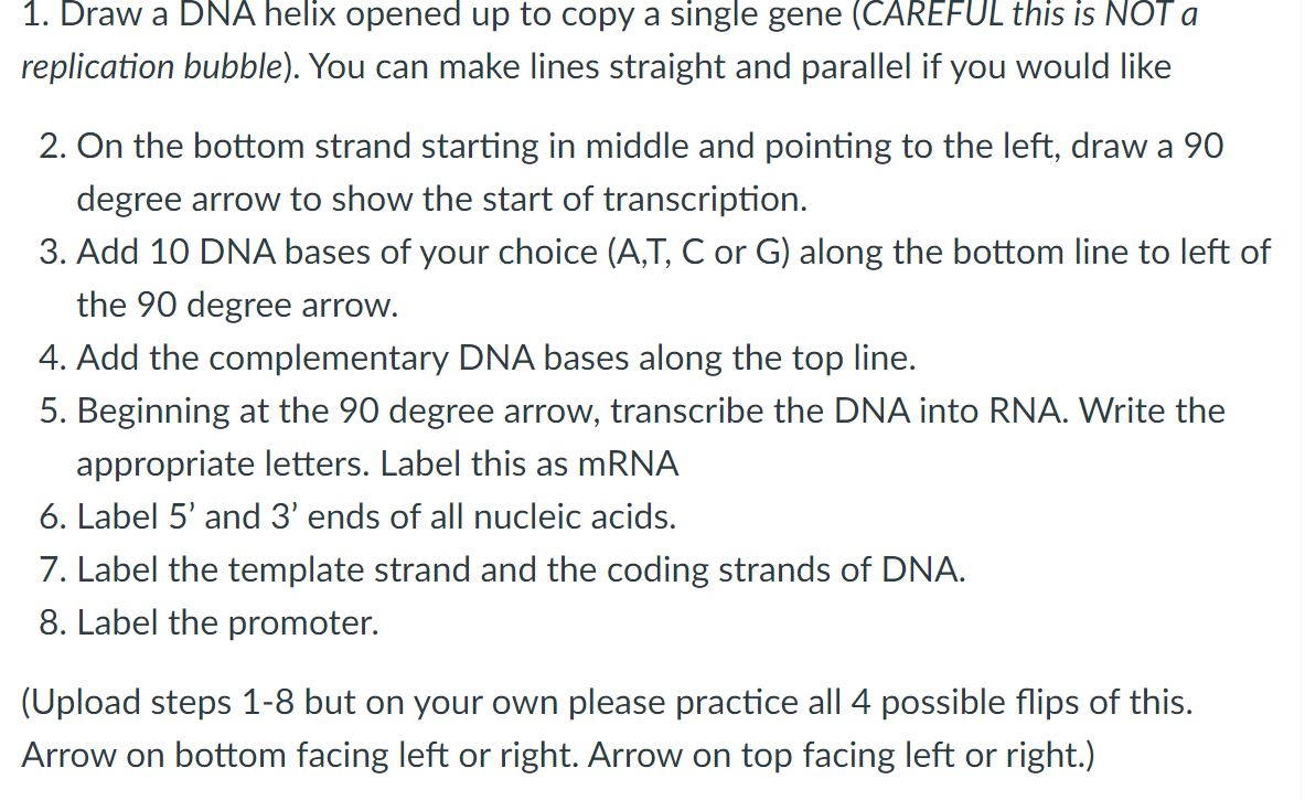 1. Draw a DNA helix opened up to copy a single gene (CAREFUL this is NOT a
replication bubble). You can make lines straight and parallel if you would like
2. On the bottom strand starting in middle and pointing to the left, draw a 90
degree arrow to show the start of transcription.
3. Add 10 DNA bases of your choice (A,T, C or G) along the bottom line to left of
the 90 degree arrow.
4. Add the complementary DNA bases along the top line.
5. Beginning at the 90 degree arrow, transcribe the DNA into RNA. Write the
appropriate letters. Label this as mRNA
6. Label 5' and 3' ends of all nucleic acids.
7. Label the template strand and the coding strands of DNA.
8. Label the promoter.
(Upload steps 1-8 but on your own please practice all 4 possible flips of this.
Arrow on bottom facing left or right. Arrow on top facing left or right.)