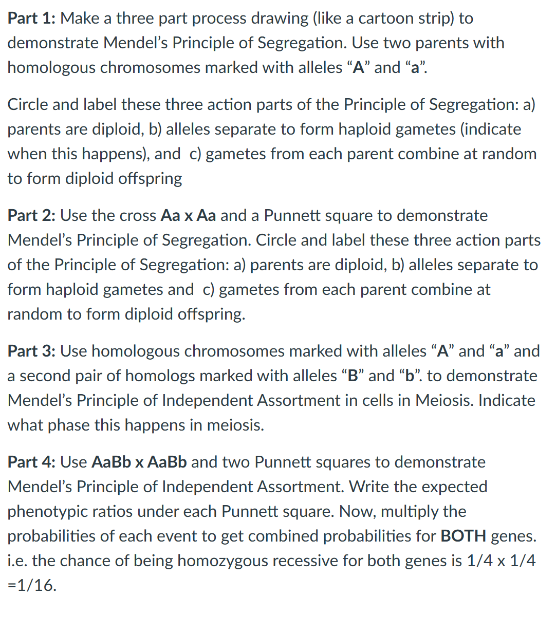 Part 1: Make a three part process drawing (like a cartoon strip) to
demonstrate Mendel's Principle of Segregation. Use two parents with
homologous chromosomes marked with alleles "A" and "a".
Circle and label these three action parts of the Principle of Segregation: a)
parents are diploid, b) alleles separate to form haploid gametes (indicate
when this happens), and c) gametes from each parent combine at random
to form diploid offspring
Part 2: Use the cross Aa x Aa and a Punnett square to demonstrate
Mendel's Principle of Segregation. Circle and label these three action parts
of the Principle of Segregation: a) parents are diploid, b) alleles separate to
form haploid gametes and c) gametes from each parent combine at
random to form diploid offspring.
Part 3: Use homologous chromosomes marked with alleles "A" and "a" and
a second pair of homologs marked with alleles "B" and "b". to demonstrate
Mendel's Principle of Independent Assortment in cells in Meiosis. Indicate
what phase this happens in meiosis.
Part 4: Use AaBb x AaBb and two Punnett squares to demonstrate
Mendel's Principle of Independent Assortment. Write the expected
phenotypic ratios under each Punnett square. Now, multiply the
probabilities of each event to get combined probabilities for BOTH genes.
i.e. the chance of being homozygous recessive for both genes is 1/4 x 1/4
=1/16.